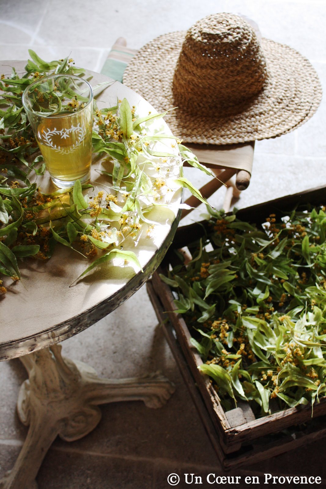 Dryed linden flowers and iced linden tea