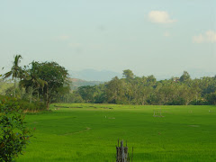 Sawah hijau terbentang