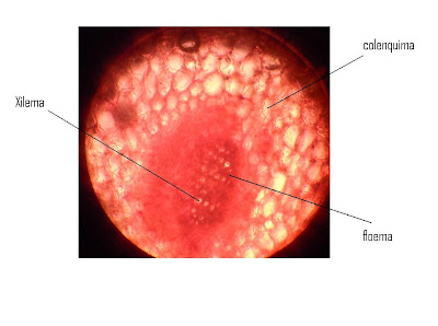Histomorfologia Vegetal: TEJIDO CONDUCTOR