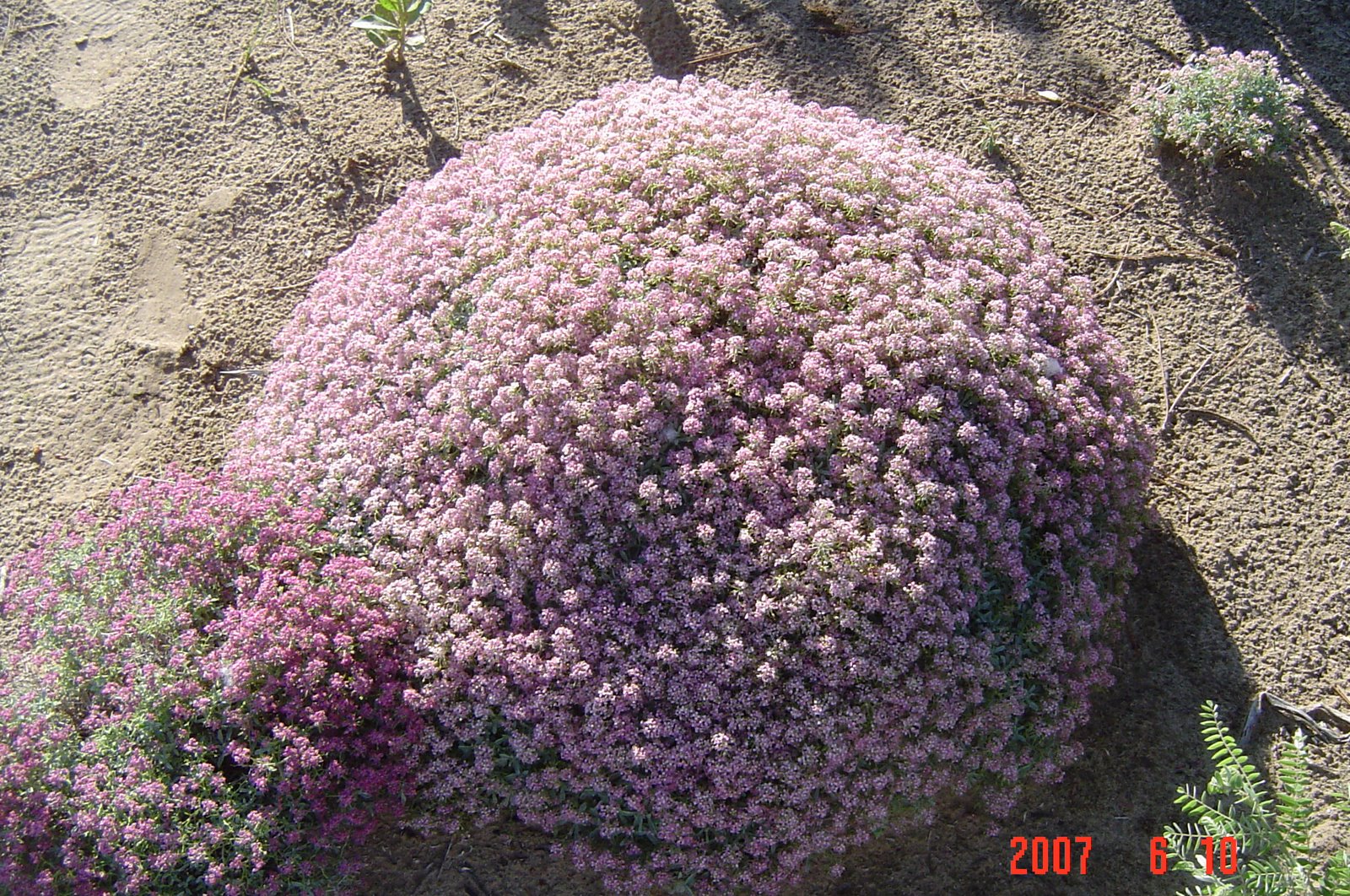 [spring+2007+232.jpg]