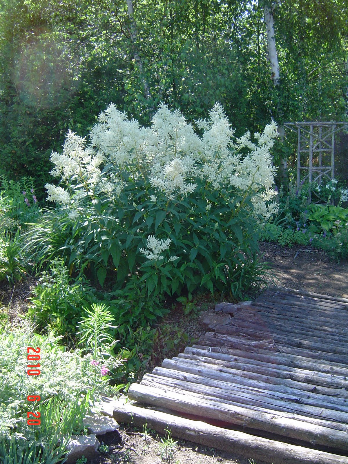 Giant Fleece Flower