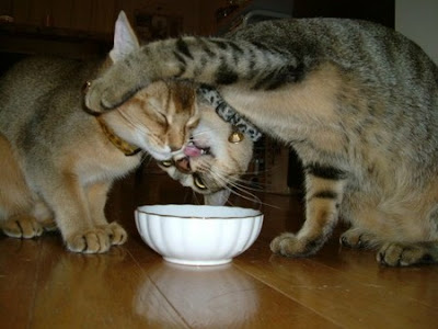 هل تخيلت يوما ان هناك حب او احضان وبوس تجمع القطط ... !!! هذا حقيقي شوف الصور Food+fight