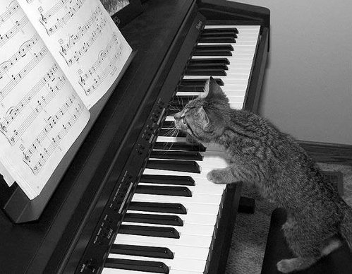 [Pianist+cat.jpg]