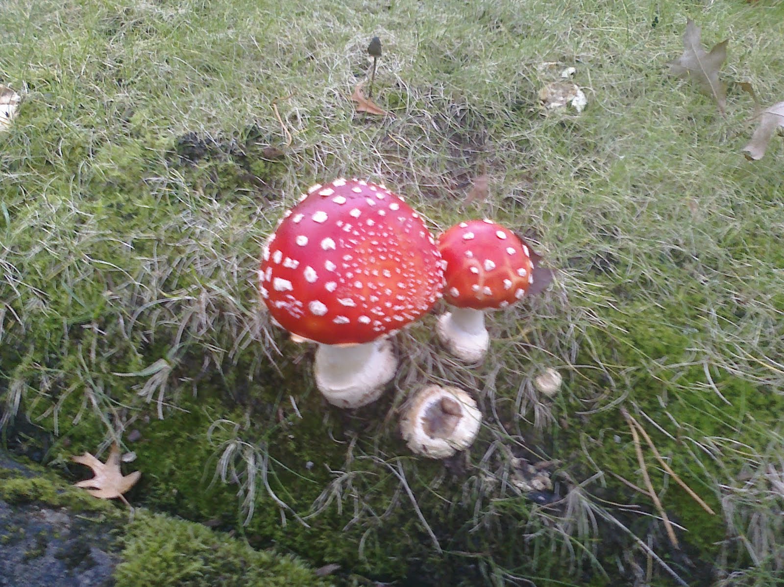 real life super mario mushrooms!