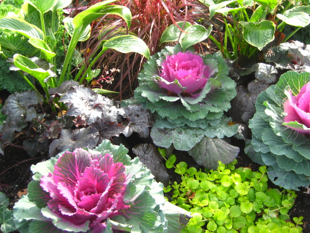 close up photo cabbages and plants by Susan Wellington