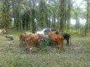 cara lembu-lembu kami diberi makan supaya kebersihan sentiasa terjamin..
