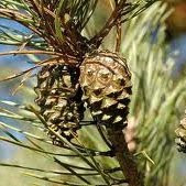 Blooming Pine Oil Emulsion