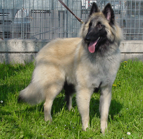 Pin Belgian Malinois Vs German Shepherd on Pinterest Pin Belgian Malinois Vs German Shepherd on Pinterest