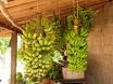 pisang besar