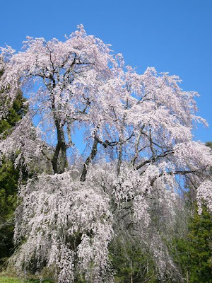 城山公園