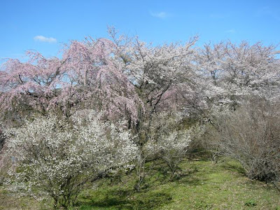 城山公園