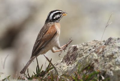 Socotra Bunting