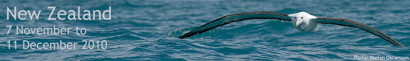 New Zealand Birding Tour 2010