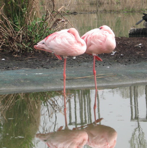 [ingo-flamingo.jpg]