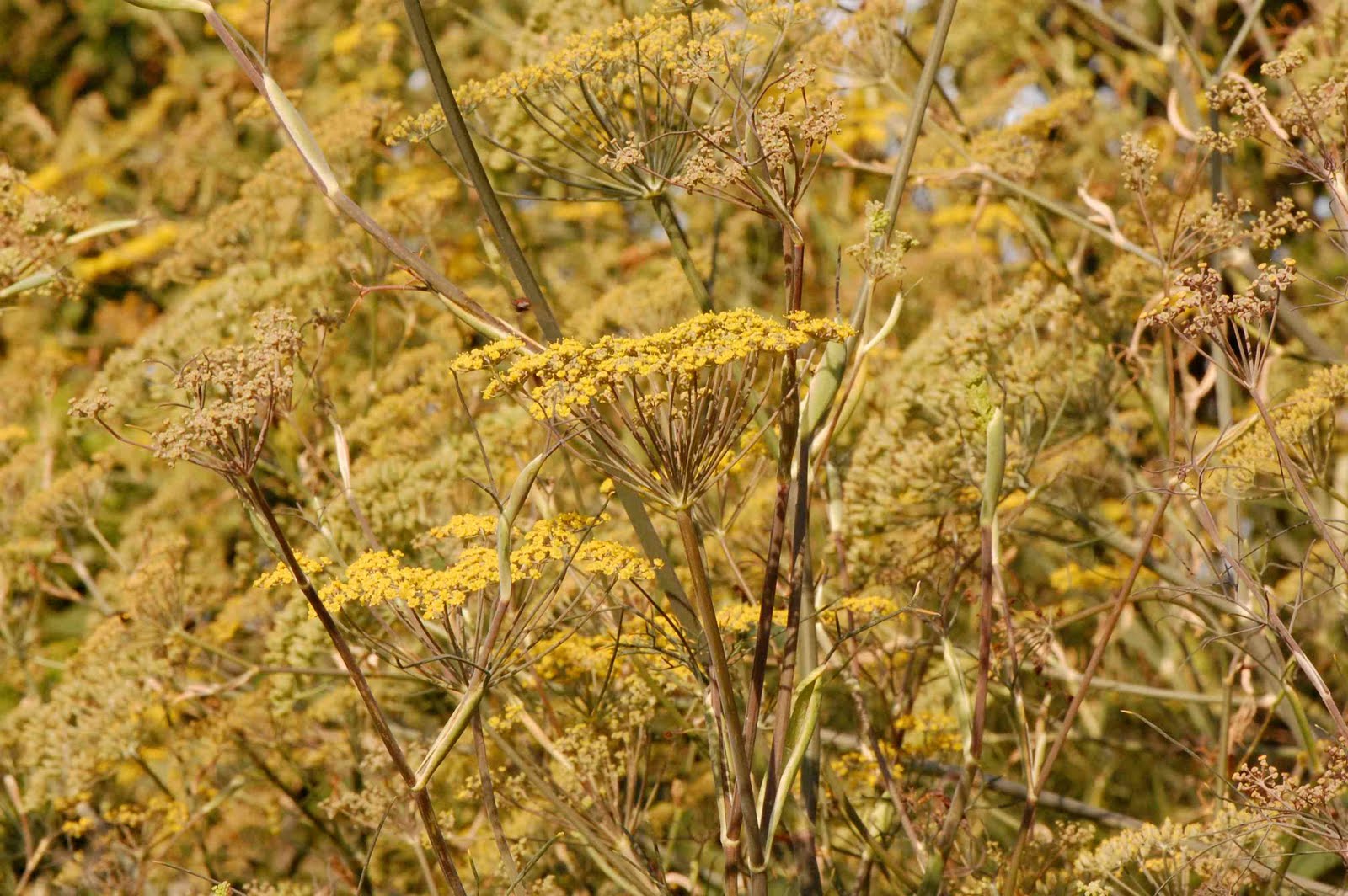 Urban Wildlife Guide Fennel time!