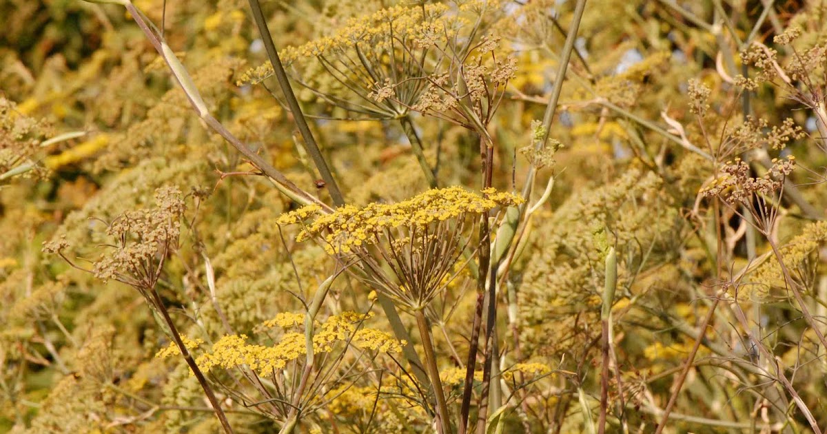 Urban Wildlife Guide Fennel time!