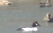 My Video of Happy Ducks