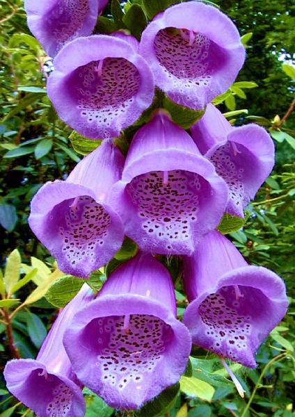 Blue Bell Tunicate