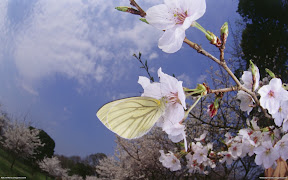 butterflies desktop wallpapers 1 | Nature Wallpapers | HD Nature