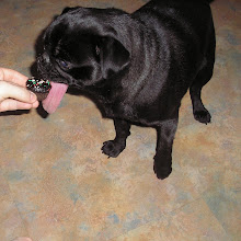 Bruno Pic of the Month