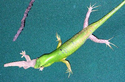 Emerald Green Skink - Lamproletis smaragdinus eating gecko