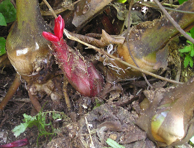 roots flower