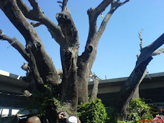 Pokok Di Atas Makam Imam Nawawi