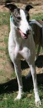 Portia