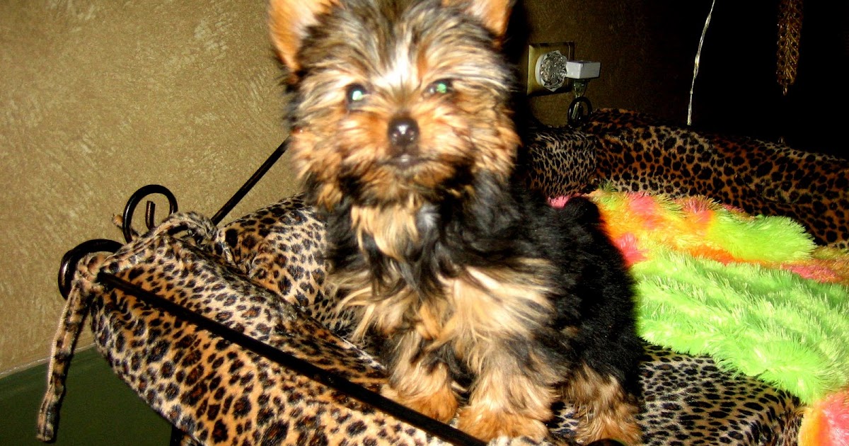 Crate Training Little Dogs Crate Training Little Dogs