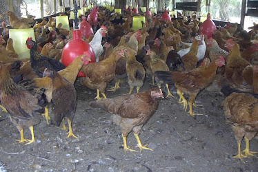 Village poultry breeds