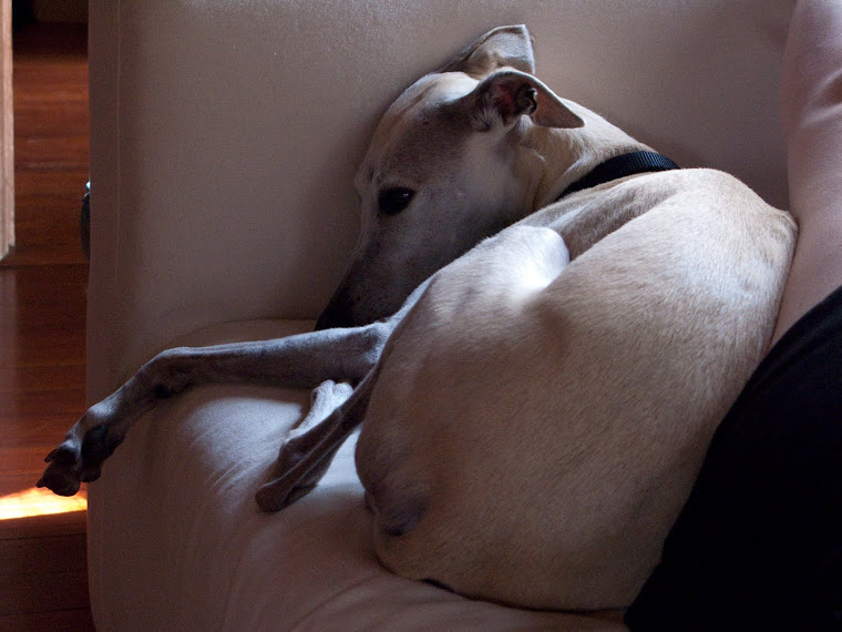 Euripedes (Rip), our Whippet