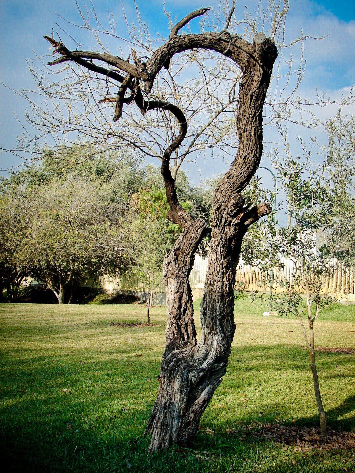 366 FOTOS El arbol seco