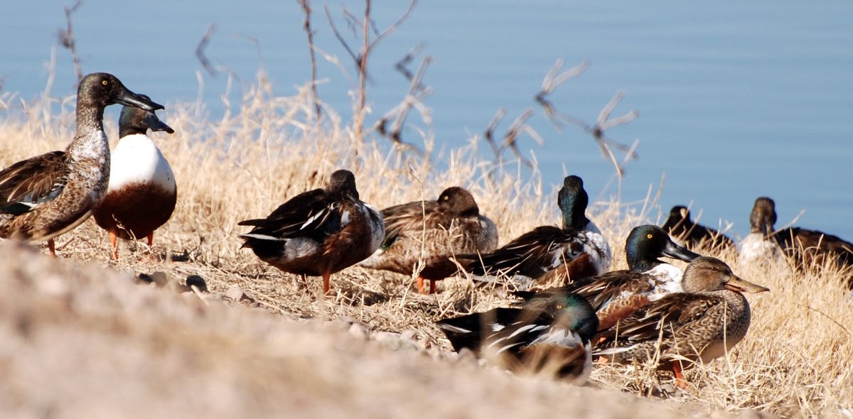 Sycamore Canyon Ducks in the Desert
