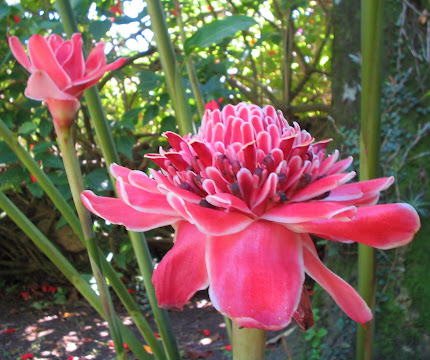 Etlingera elatior