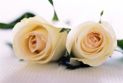 [DUAS+ROSAS+BRANCAS.jpg]