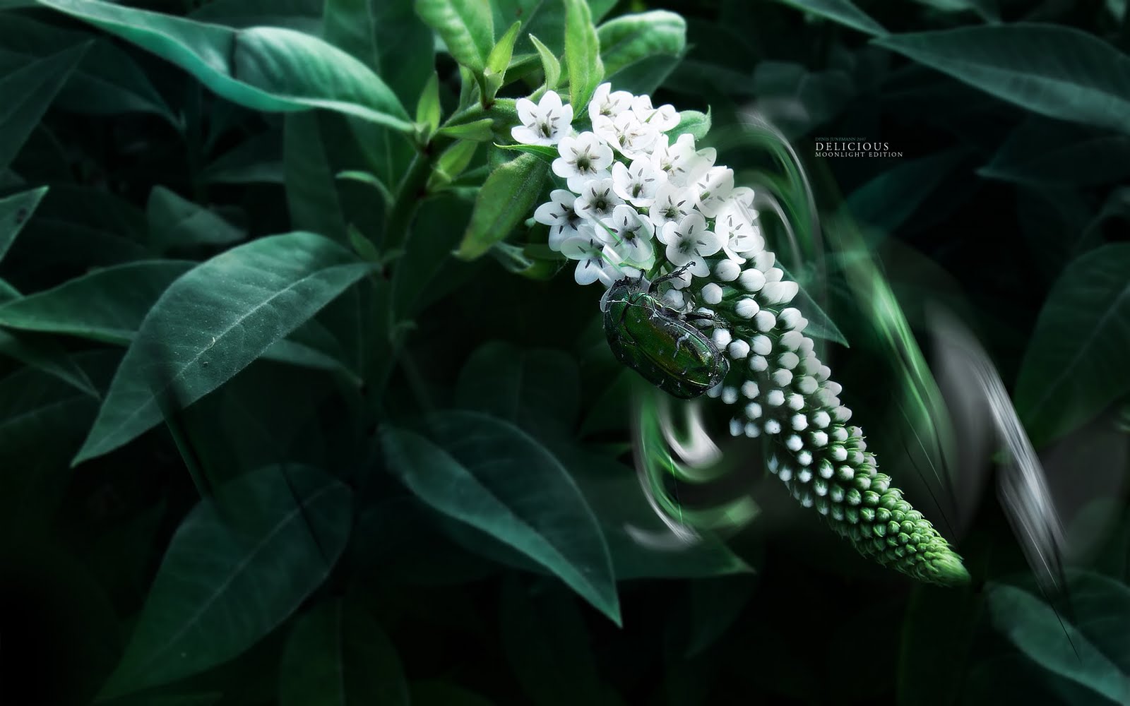 http://1.bp.blogspot.com/_Kpi0thIqeJI/TMcxboVxncI/AAAAAAAAASI/OesmhVGn1FQ/s1600/MyEgy+(44).jpg