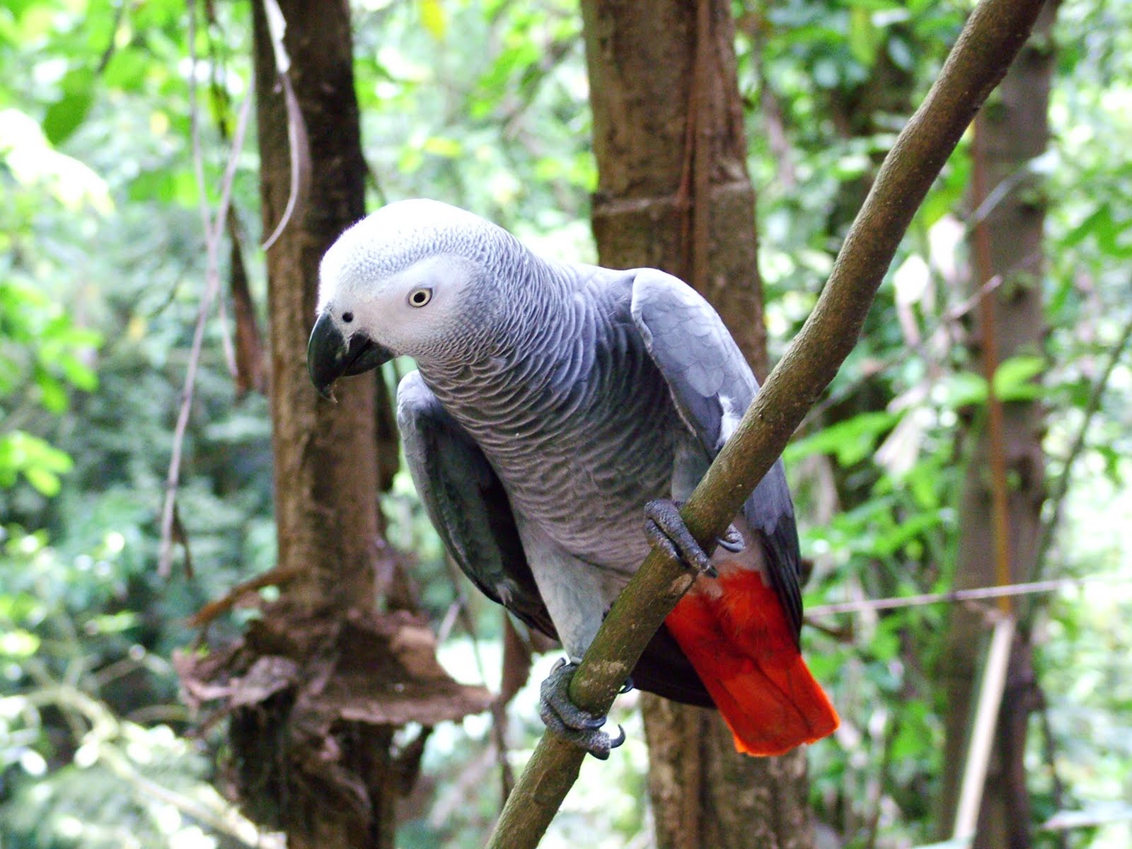 Papagaio do congo; African gray parrot (Psittacus erithacus