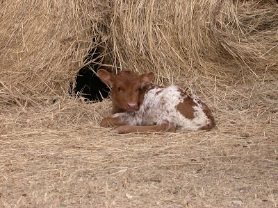 baby longhorn cattle
