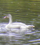 Yukon Swan