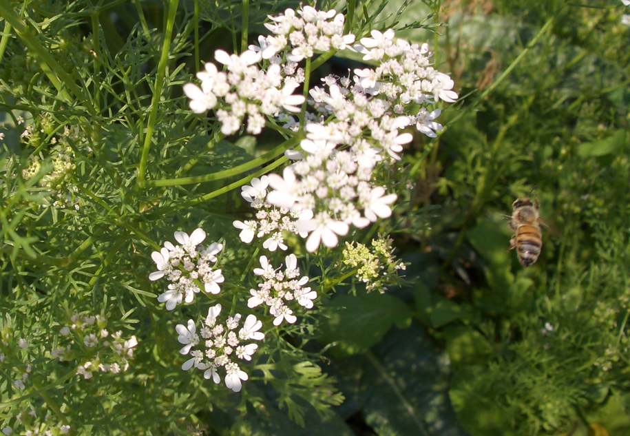 [bee+and+parsley.png]