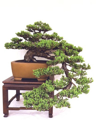 Cascade Juniper