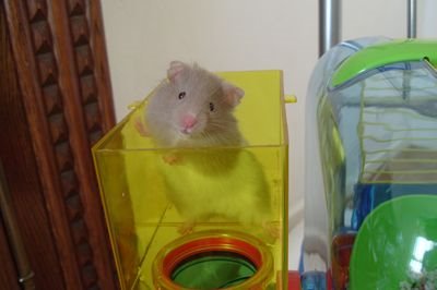 [hamster.JPG]