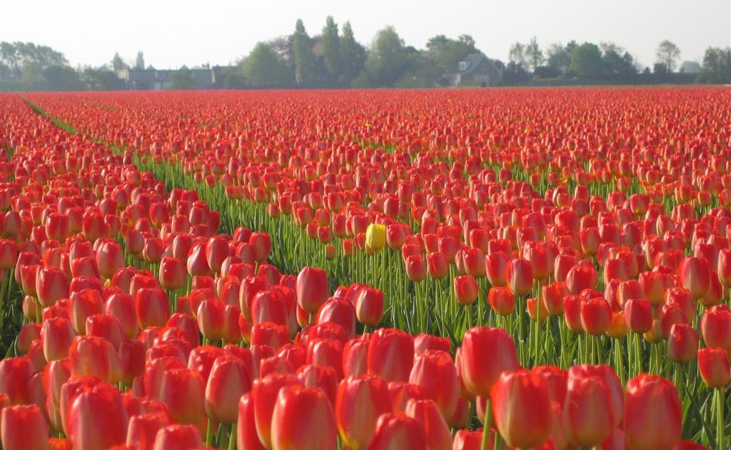 The Garden Wanderer Bulb fields, the Netherlands