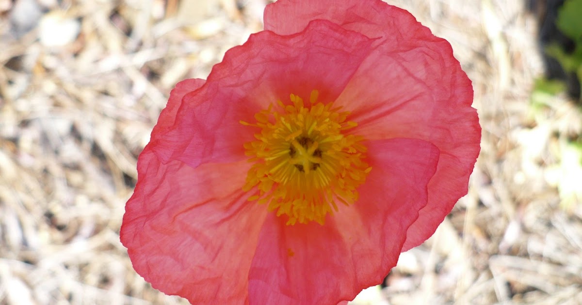 Home Sweet Home Inspiration Poppies, Daisies, Daffodils, and Jasmine