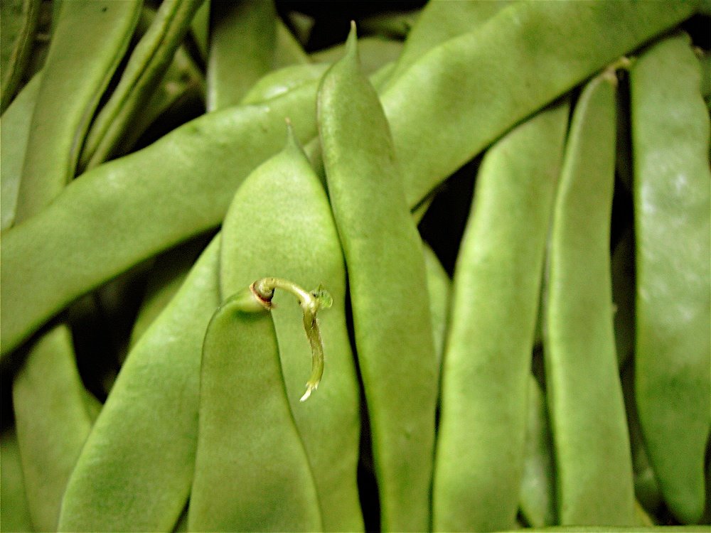 [Feijão+Verde.JPG]