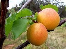Apricot (Prunus Armeniaca)