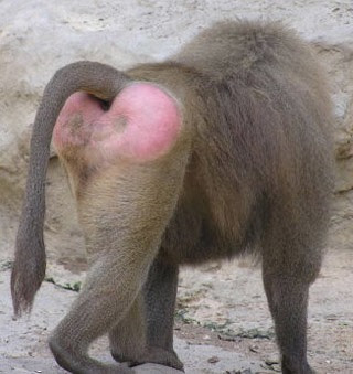 baboon-pink-butt1.jpg