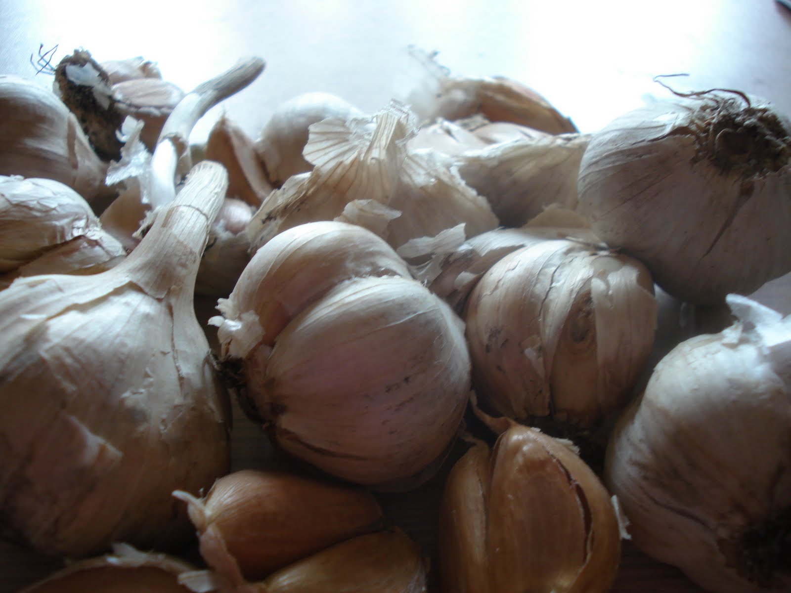 the world of gaea. Italian Hardneck Garlic