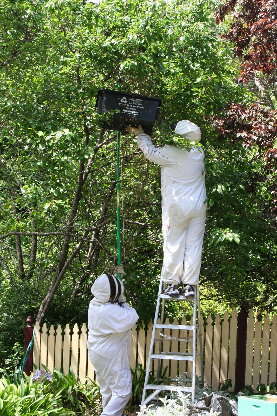 [bee+catch+2.JPG]