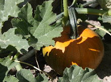 Buckskin's Pumpkin Patch Fall 2009